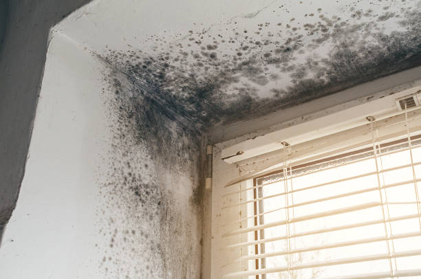 Affordable Basement Mold Remediation solutions in Barnesville, MN