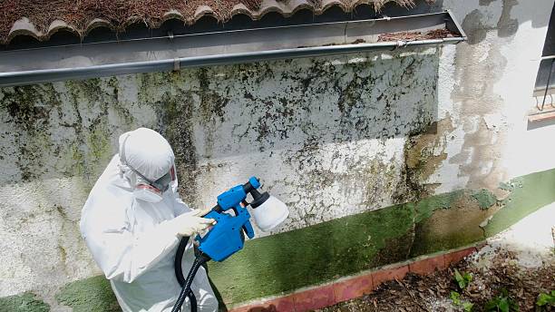 Top rated local Basement Mold Remediation specialists in Barnesville, MN